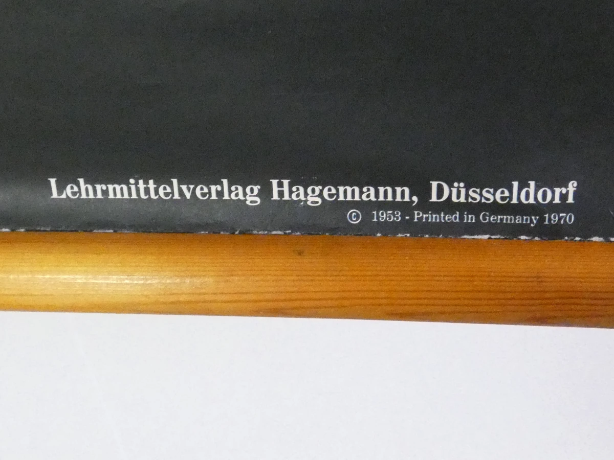 Vintage schoolplaat erwtenplant botanische tekening - foto 8