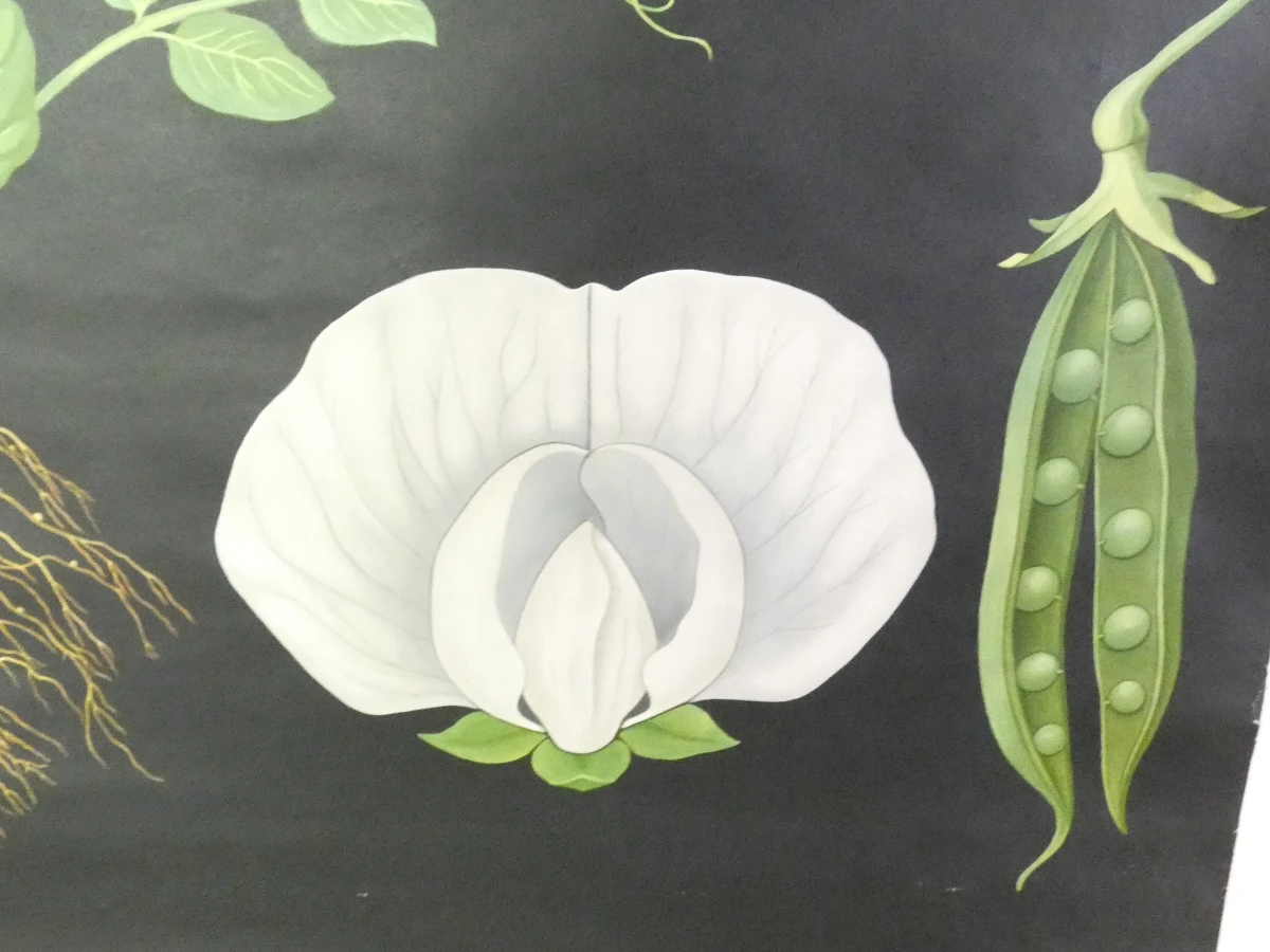 Vintage schoolplaat erwtenplant botanische tekening - foto 12