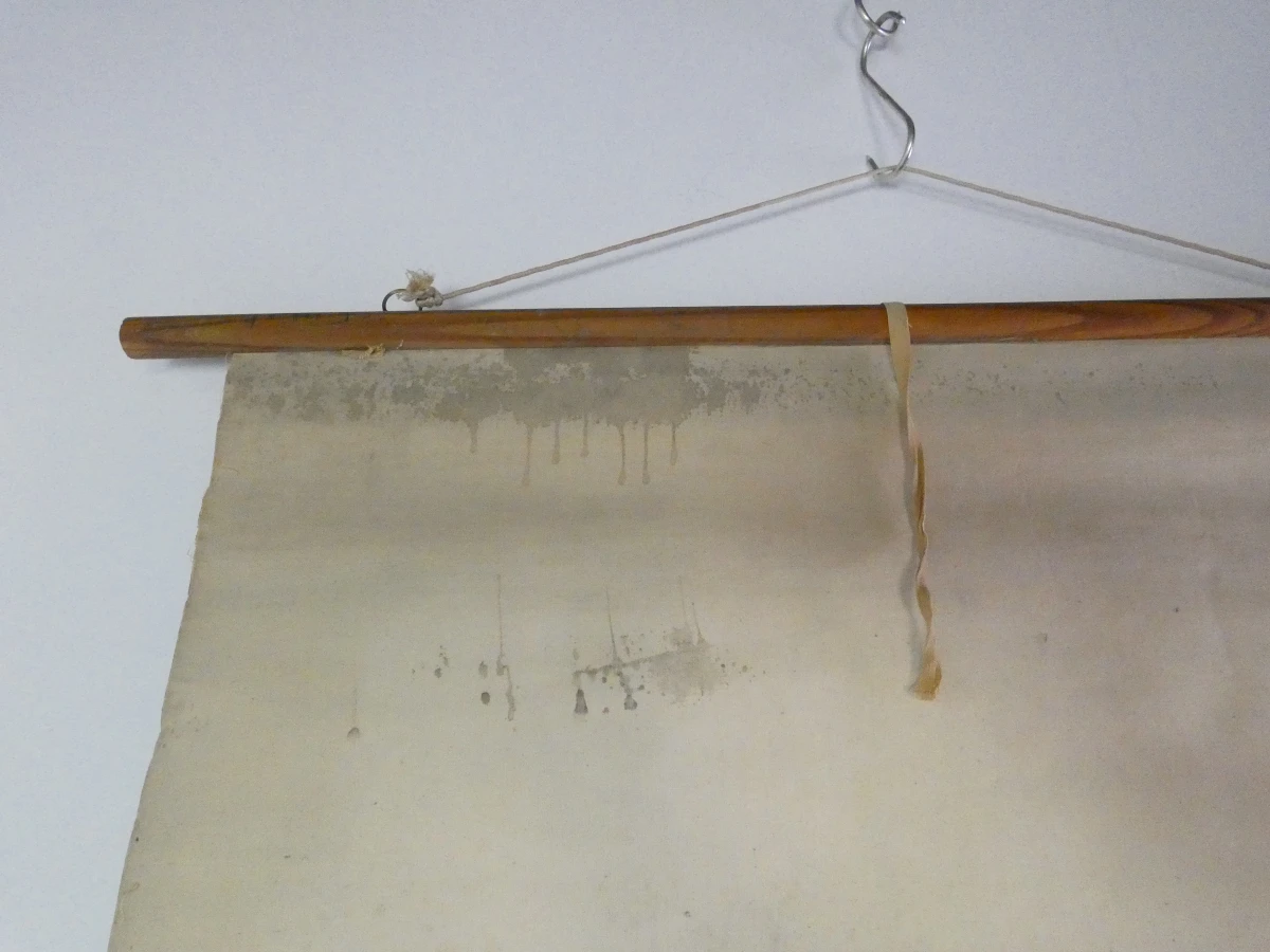 Vintage schoolplaat erwtenplant botanische tekening - foto 15