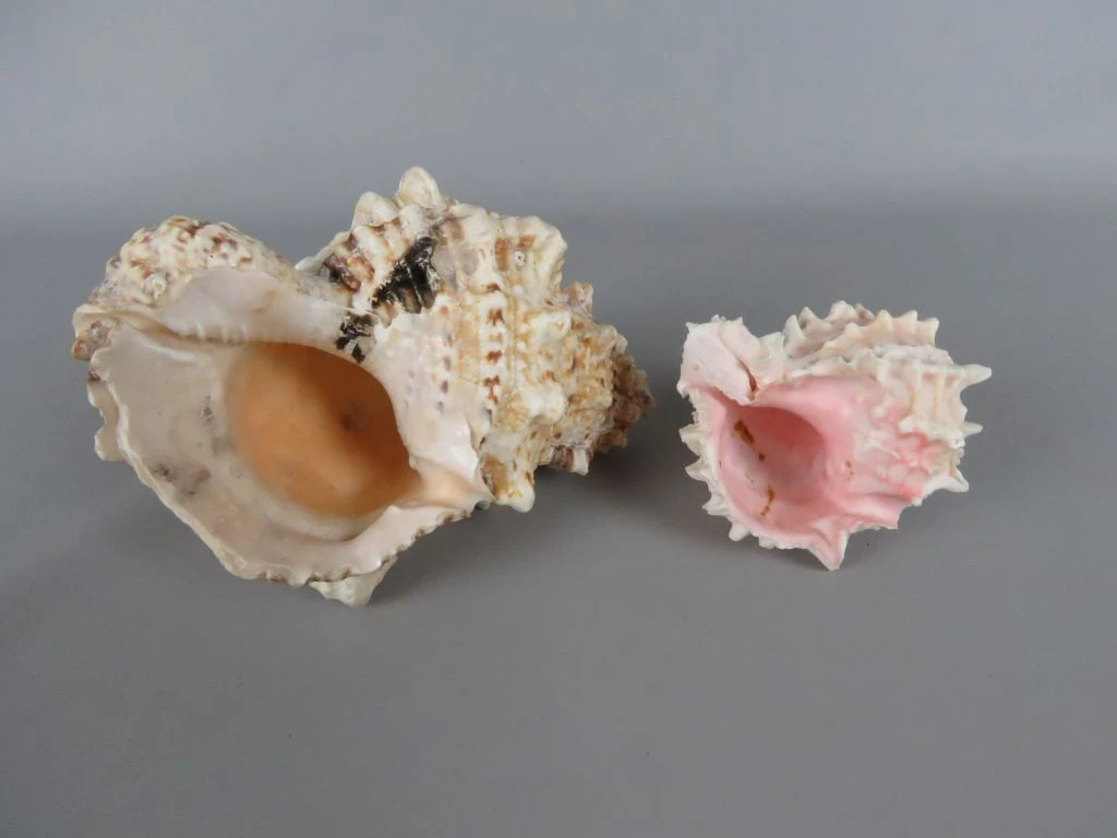 Set van 2 decoratieve schelpen met kleine beschadigingen - foto 2