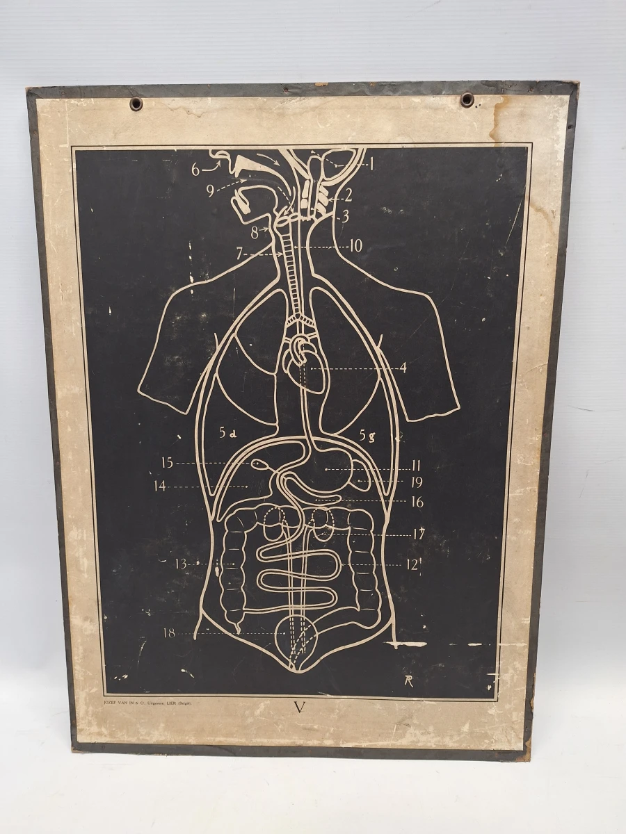 Set van 6 vintage anatomische schoolplaten - Jozef Van In & Co., Lier - foto 5