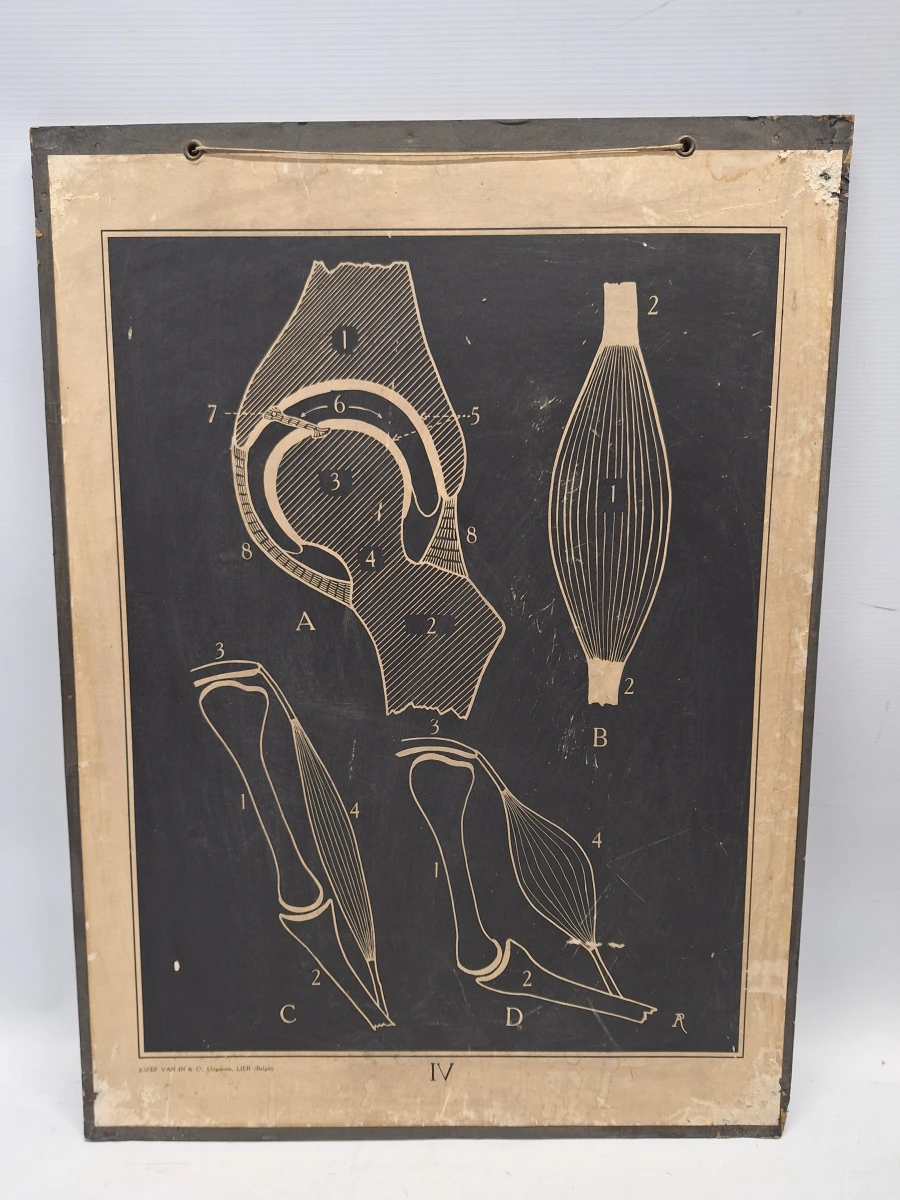 Set van 6 vintage anatomische schoolplaten - Jozef Van In & Co., Lier - foto 4