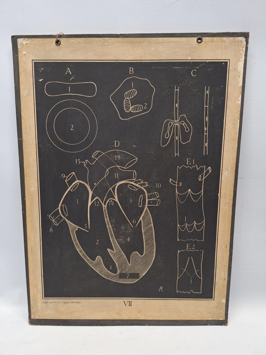 Set van 6 vintage anatomische schoolplaten - Jozef Van In & Co., Lier - foto 7