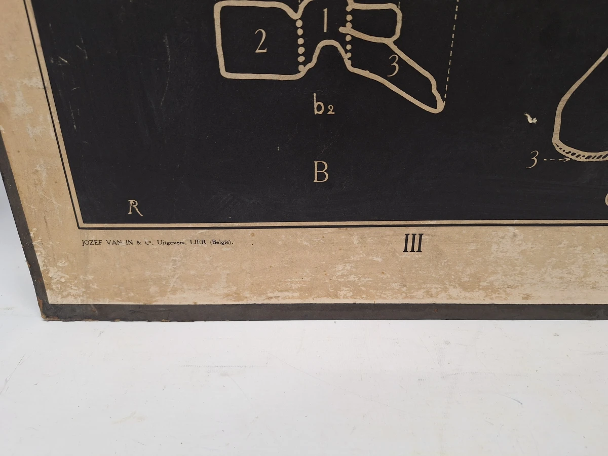 Set van 6 vintage anatomische schoolplaten - Jozef Van In & Co., Lier - foto 3
