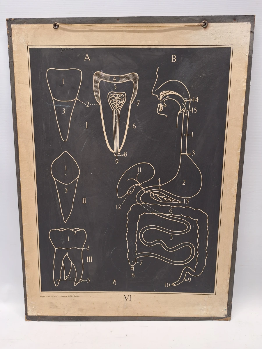 Set van 6 vintage anatomische schoolplaten - Jozef Van In & Co., Lier - foto 6