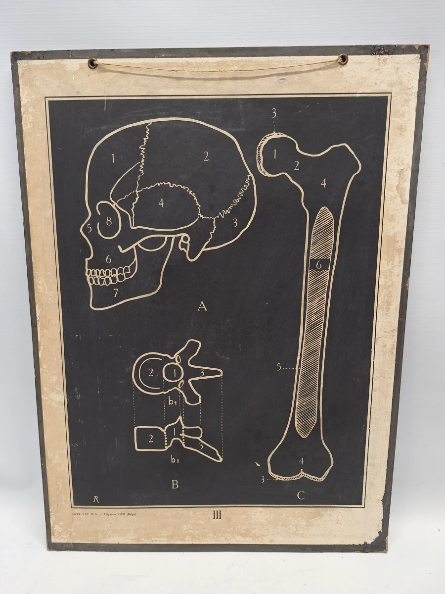 Set van 6 vintage anatomische schoolplaten - Jozef Van In & Co., Lier - foto 2