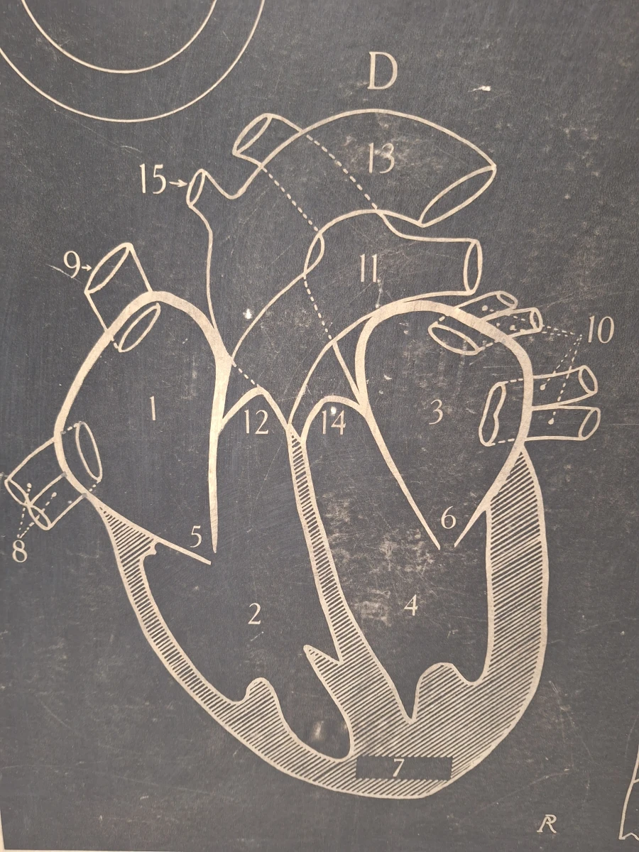 Set van 6 vintage anatomische schoolplaten - Jozef Van In & Co., Lier - foto 8