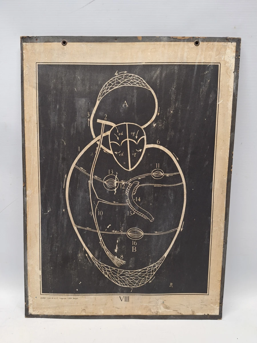 Set van 6 vintage anatomische schoolplaten - Jozef Van In & Co., Lier - foto 9