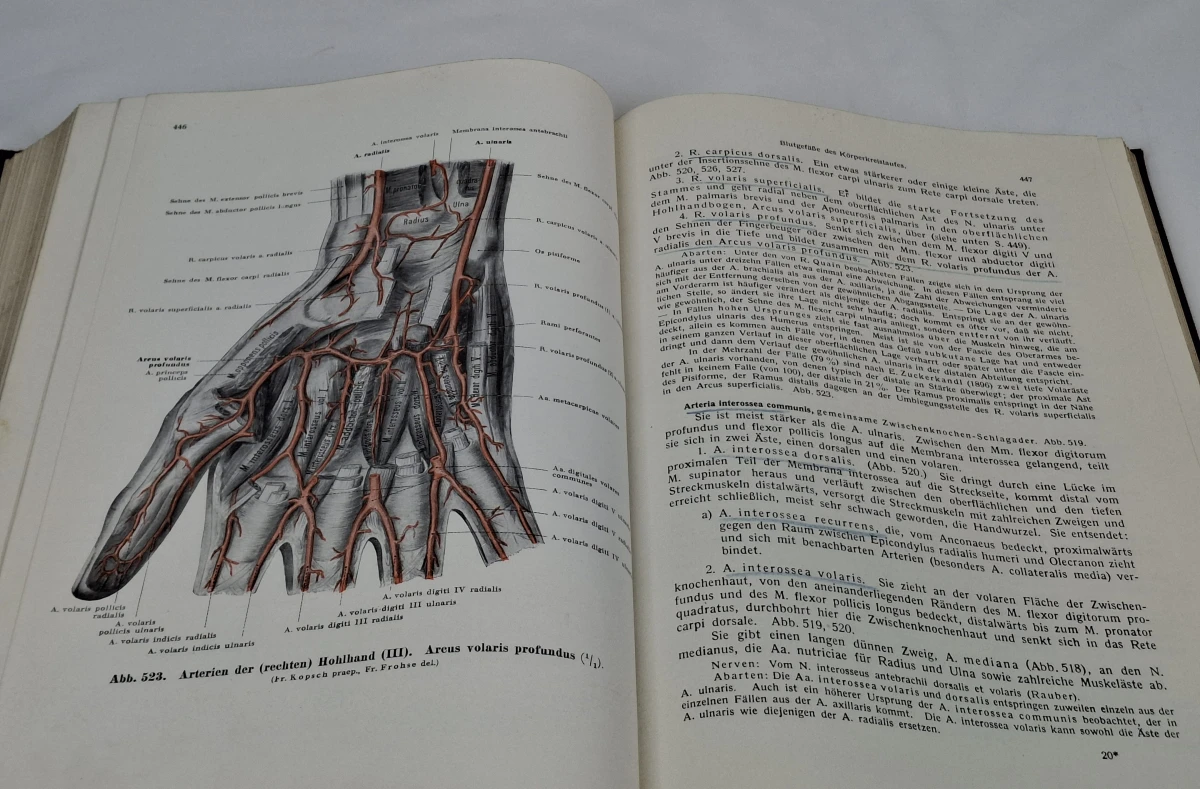 Boek: Rauber-Kopsch - Lehrbuch und Atlas der Anatomie des Menschen, Band II - foto 4