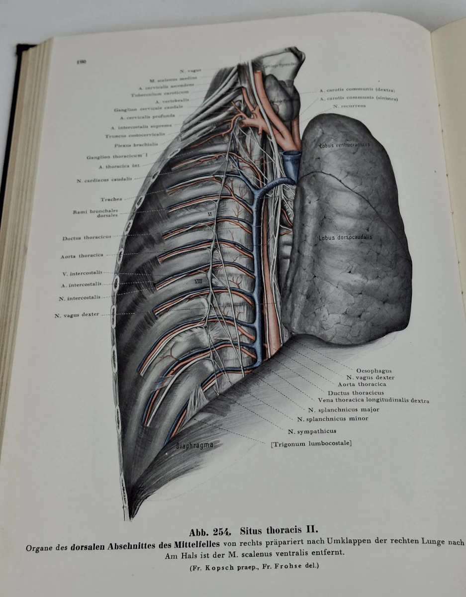 Boek: Rauber-Kopsch - Lehrbuch und Atlas der Anatomie des Menschen, Band II - foto 5