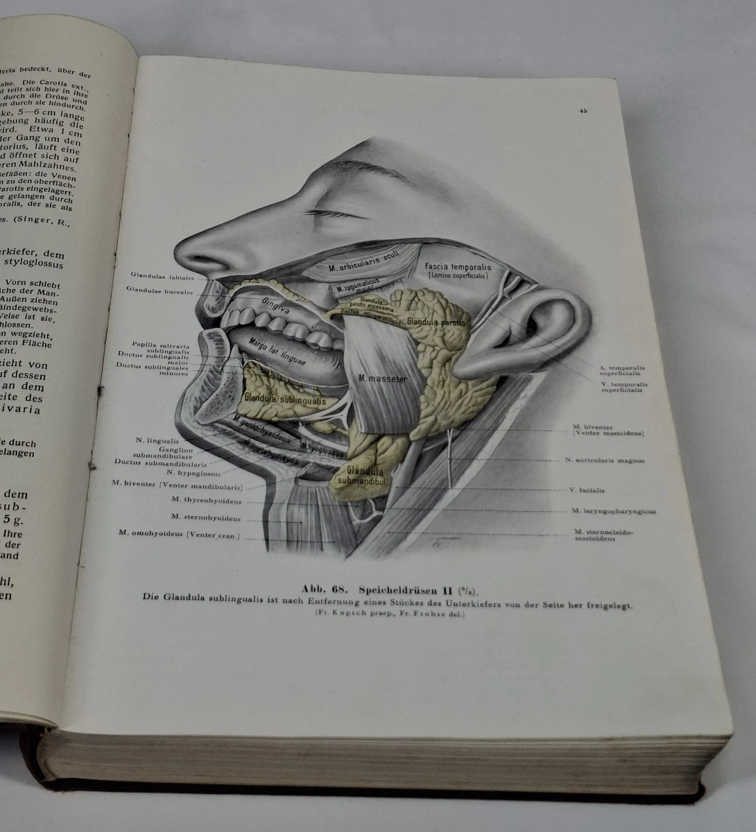Boek: Rauber-Kopsch - Lehrbuch und Atlas der Anatomie des Menschen, Band II - foto 2