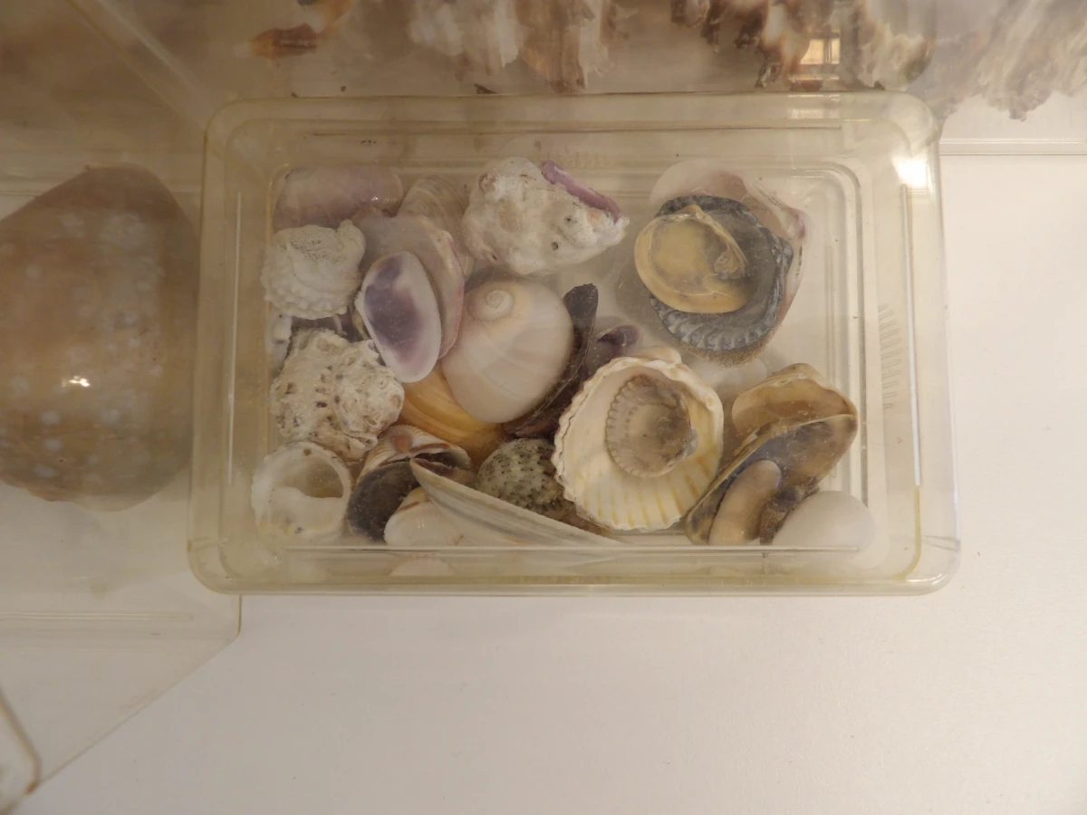 Verzameling diverse schelpen in opbergdoosjes - foto 7