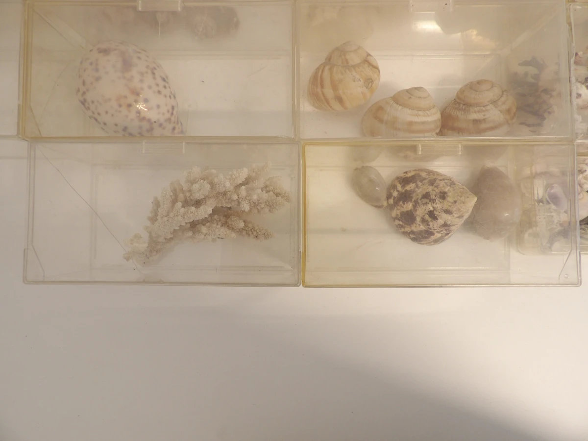 Verzameling diverse schelpen in opbergdoosjes - foto 6