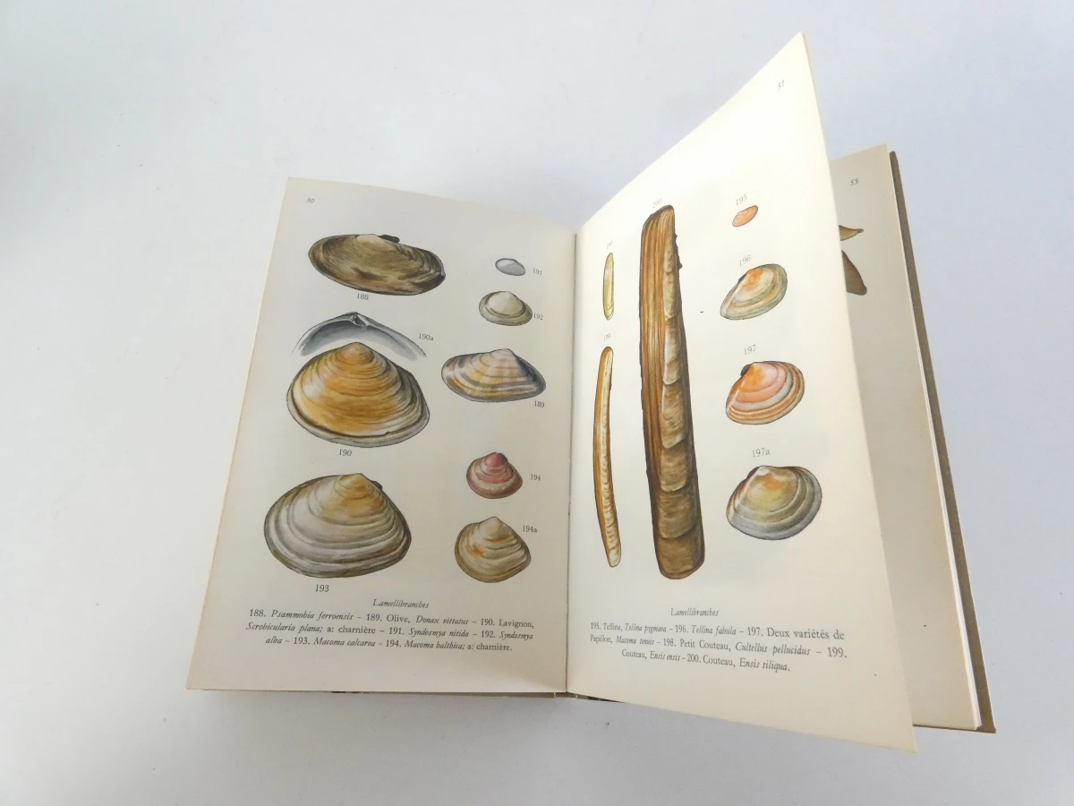 Verzameling tropische schelpen en informatieboekje - foto 4