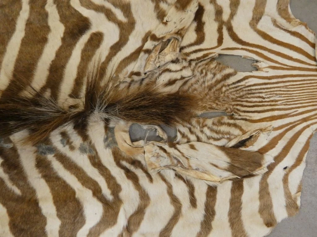 Zebra huid met strepen, decoratief stuk - foto 6