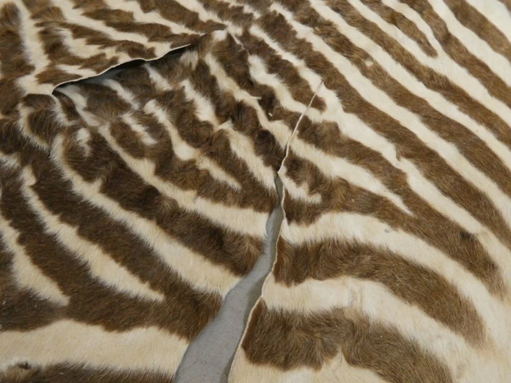 Zebra huid met strepen, decoratief stuk - foto 5