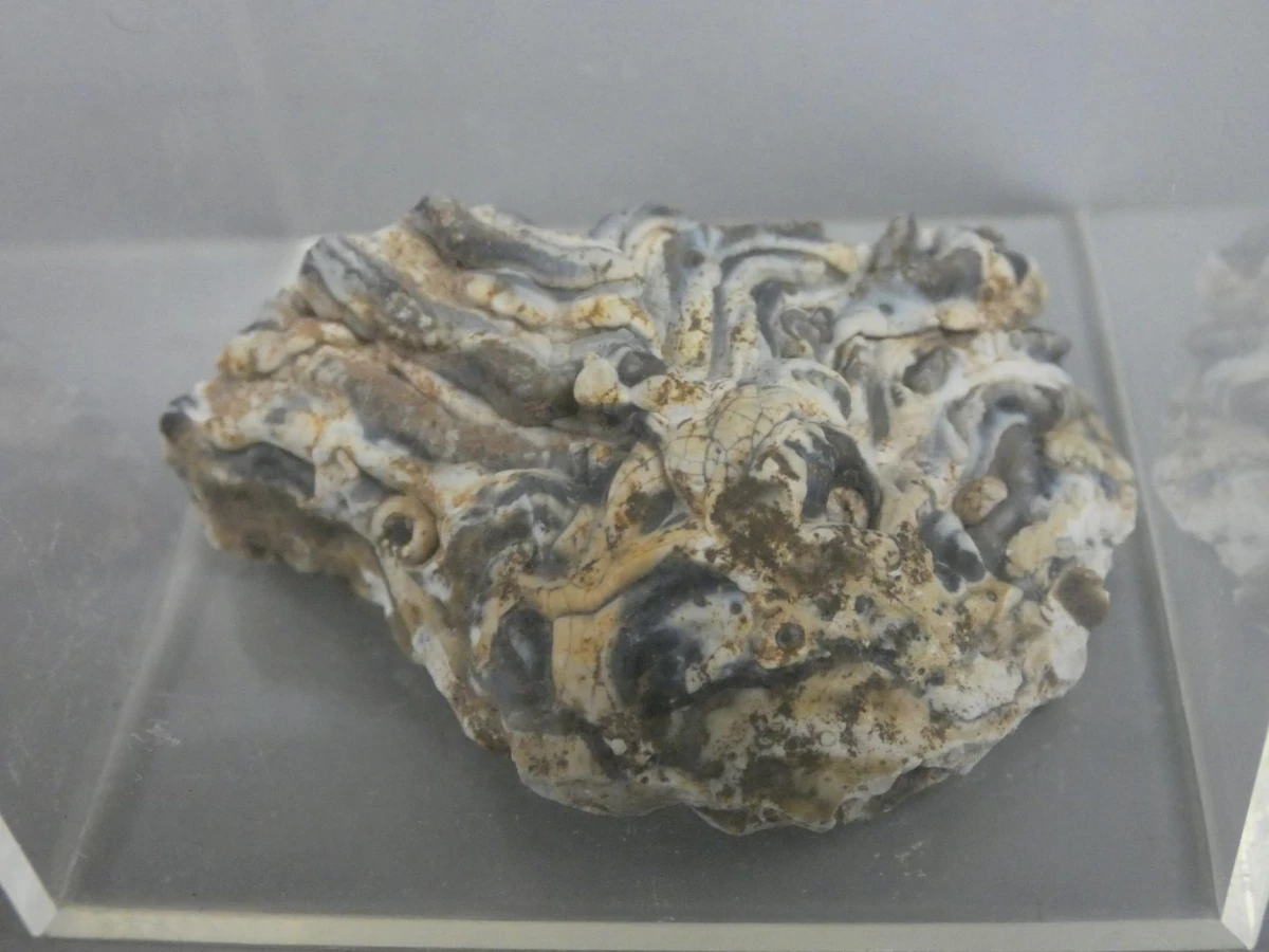 Mineralen- en fossieldisplays - foto 7