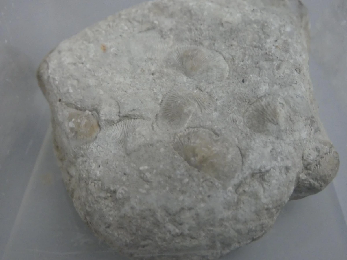 Mineralen- en fossieldisplays - foto 8