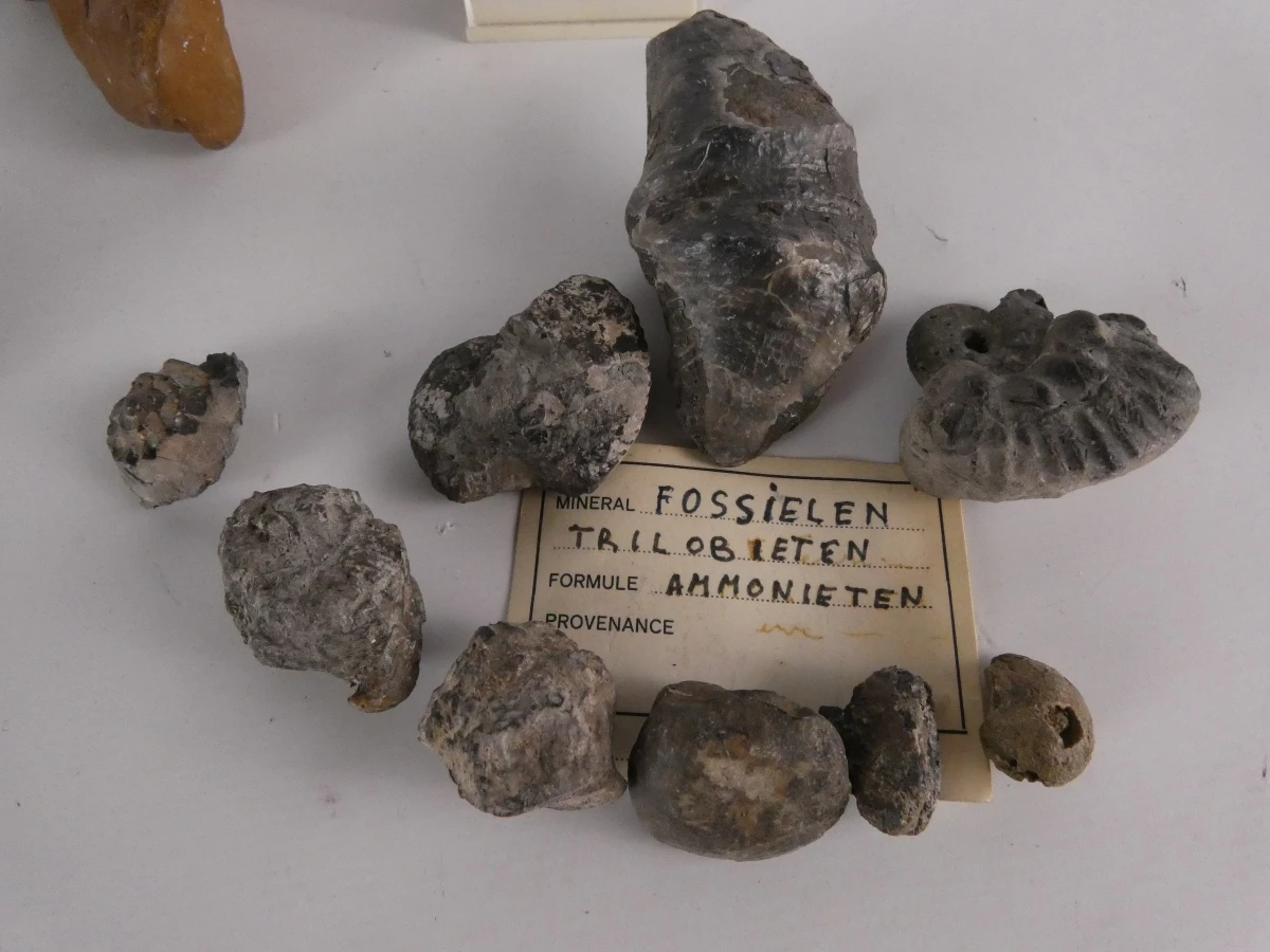 Verzameling mineralen, fossielen en edelstenen - foto 3