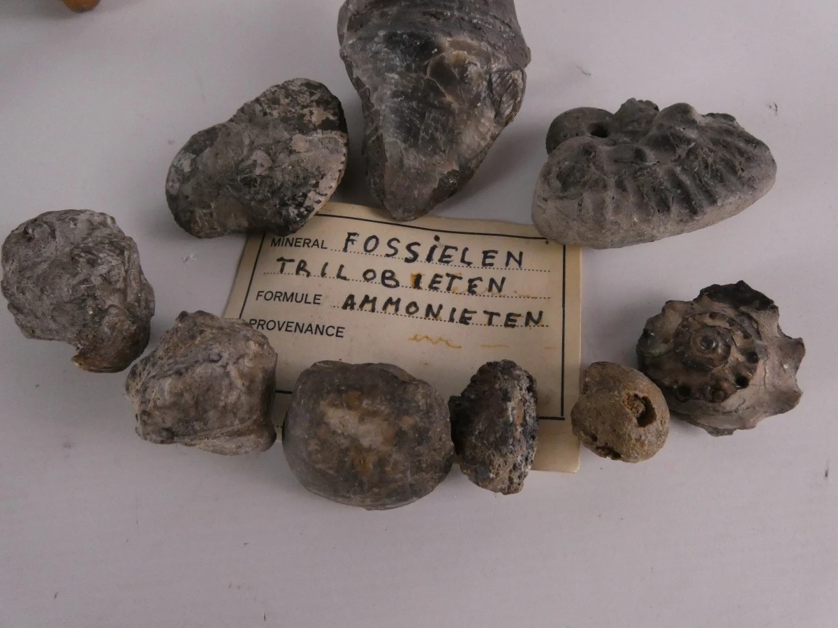 Verzameling mineralen, fossielen en edelstenen - foto 4