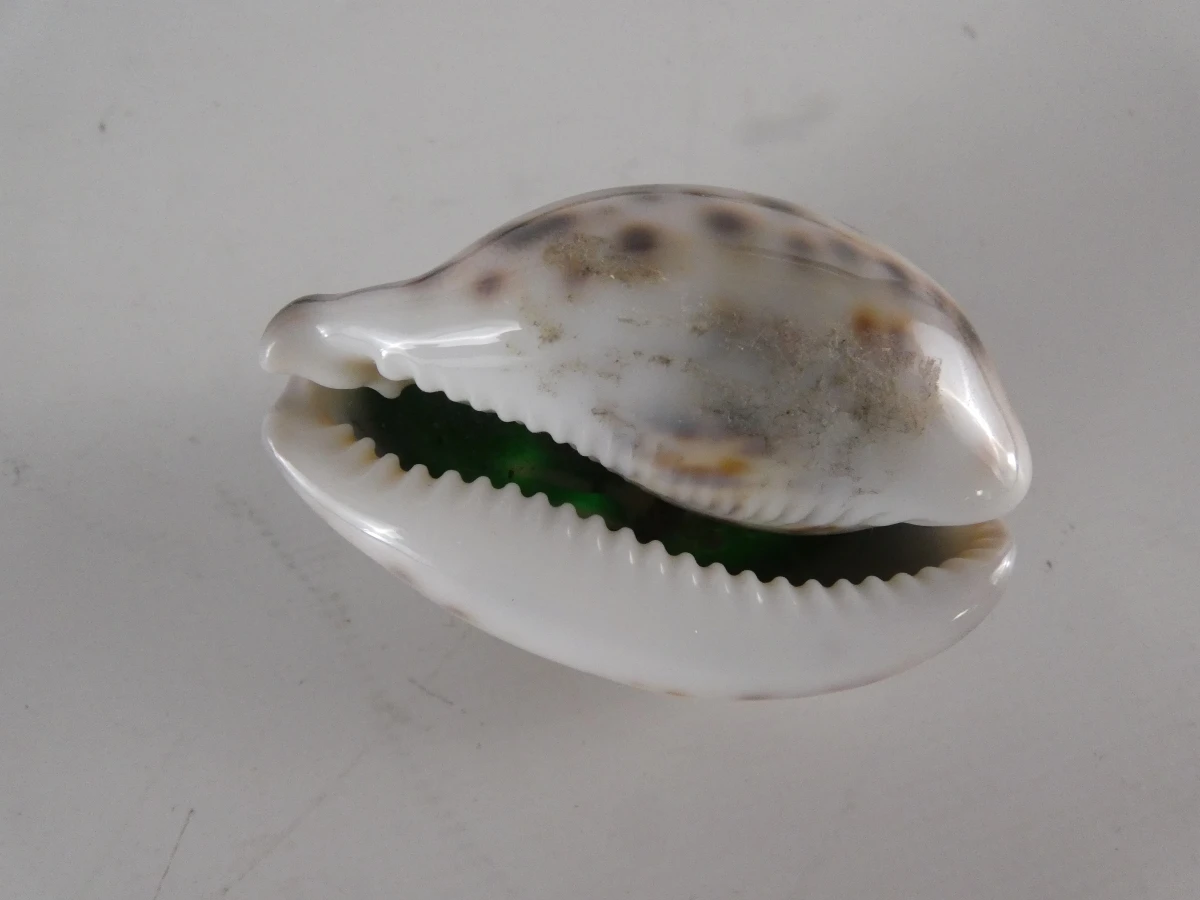 Verzameling mineralen, fossielen en edelstenen - foto 18