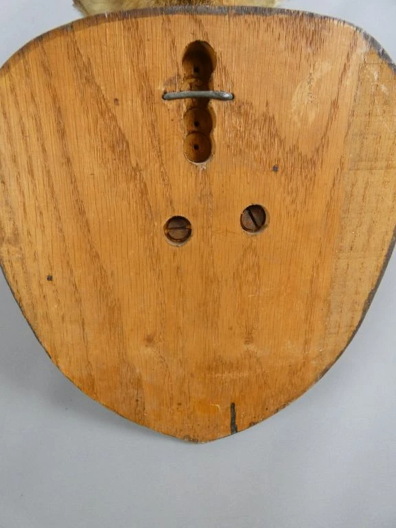 Opgezette reeënkop aan houten wandplaat - foto 7