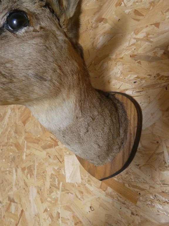 Opgezette reeënkop aan houten wandplaat - foto 5