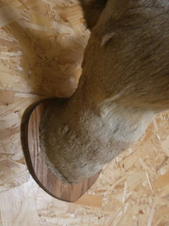 Opgezette reeënkop aan houten wandplaat - foto 3