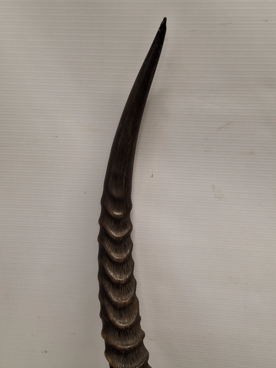 Schedel van een Afrikaanse ellipsenwaterbok met imposante hoorns - foto 6