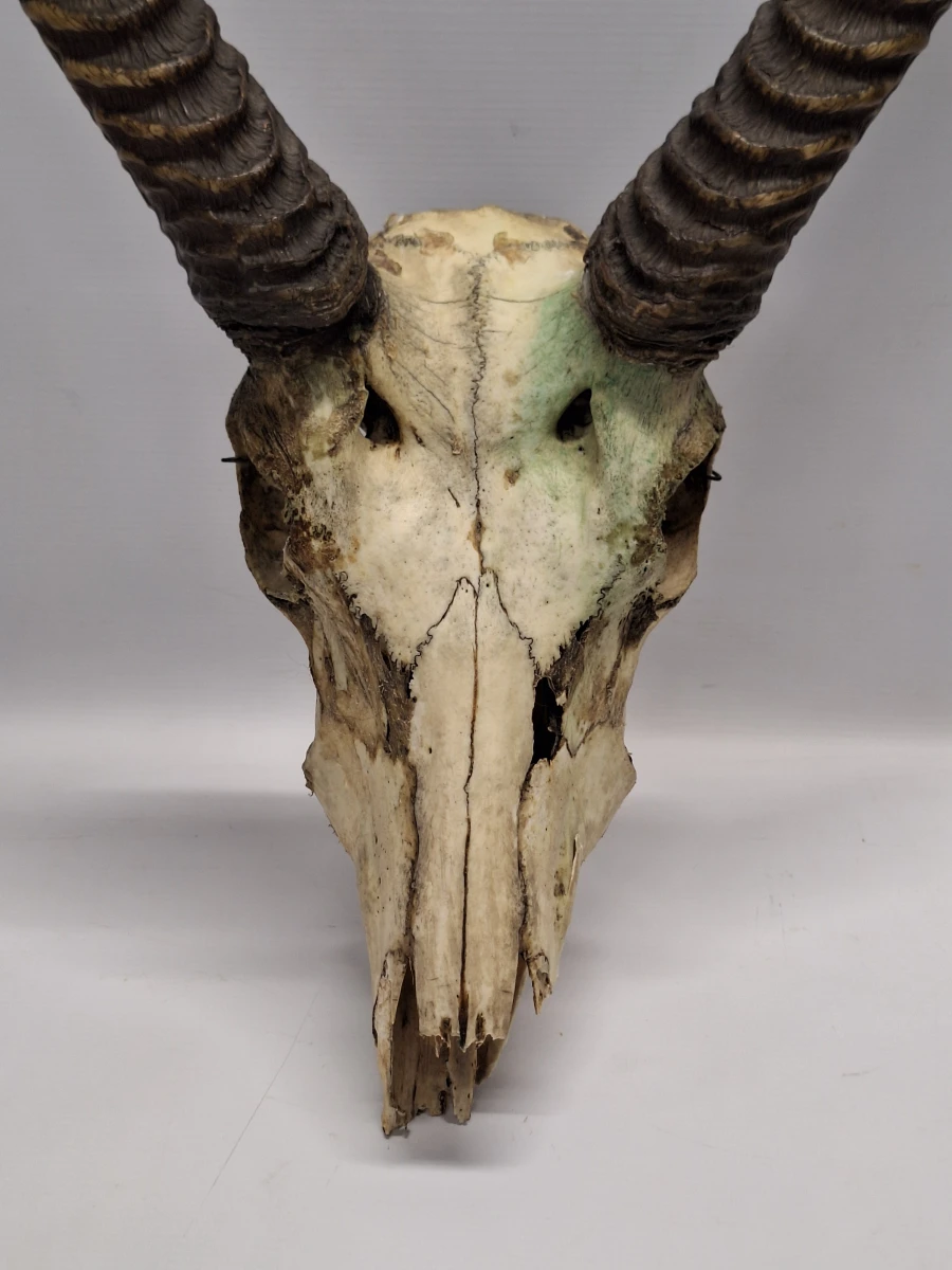 Schedel van een Afrikaanse ellipsenwaterbok met imposante hoorns - foto 2