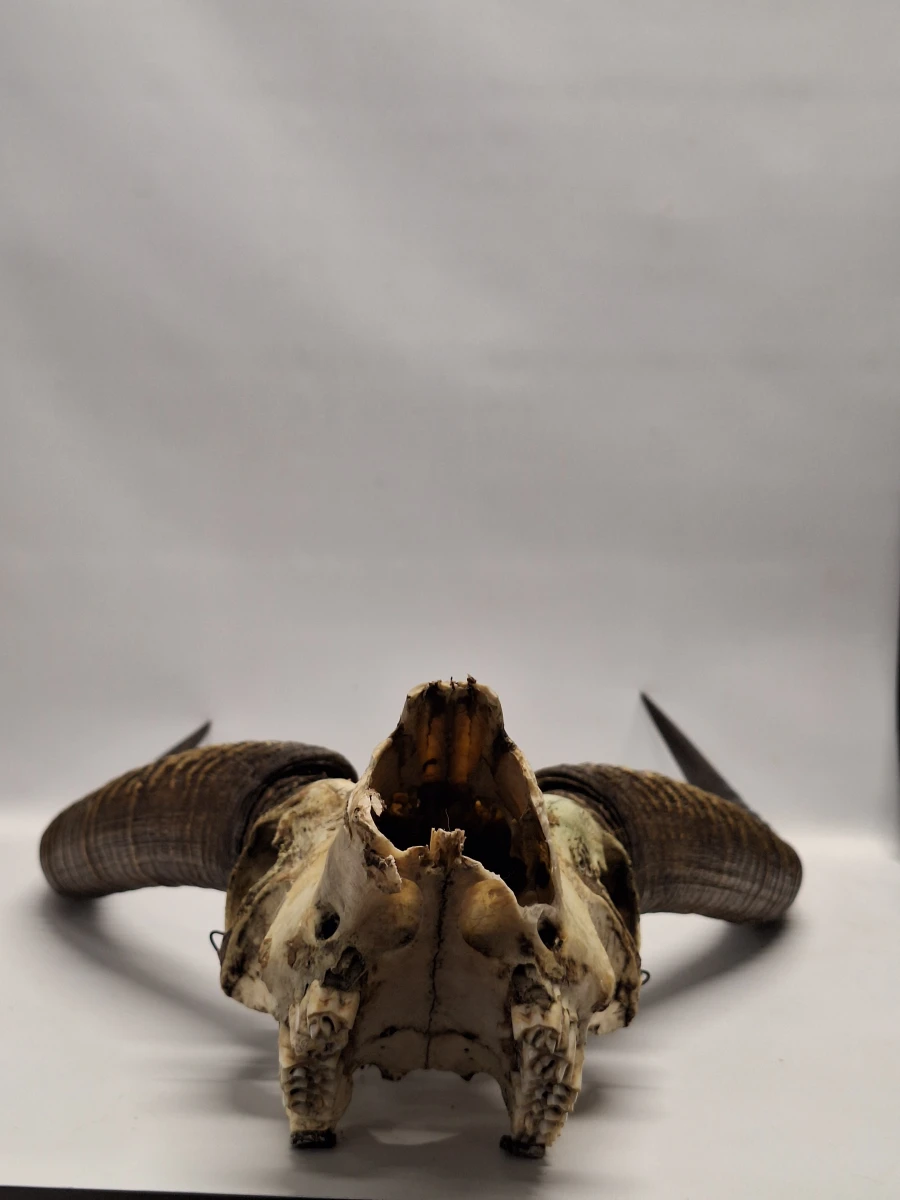 Schedel van een Afrikaanse ellipsenwaterbok met imposante hoorns - foto 7