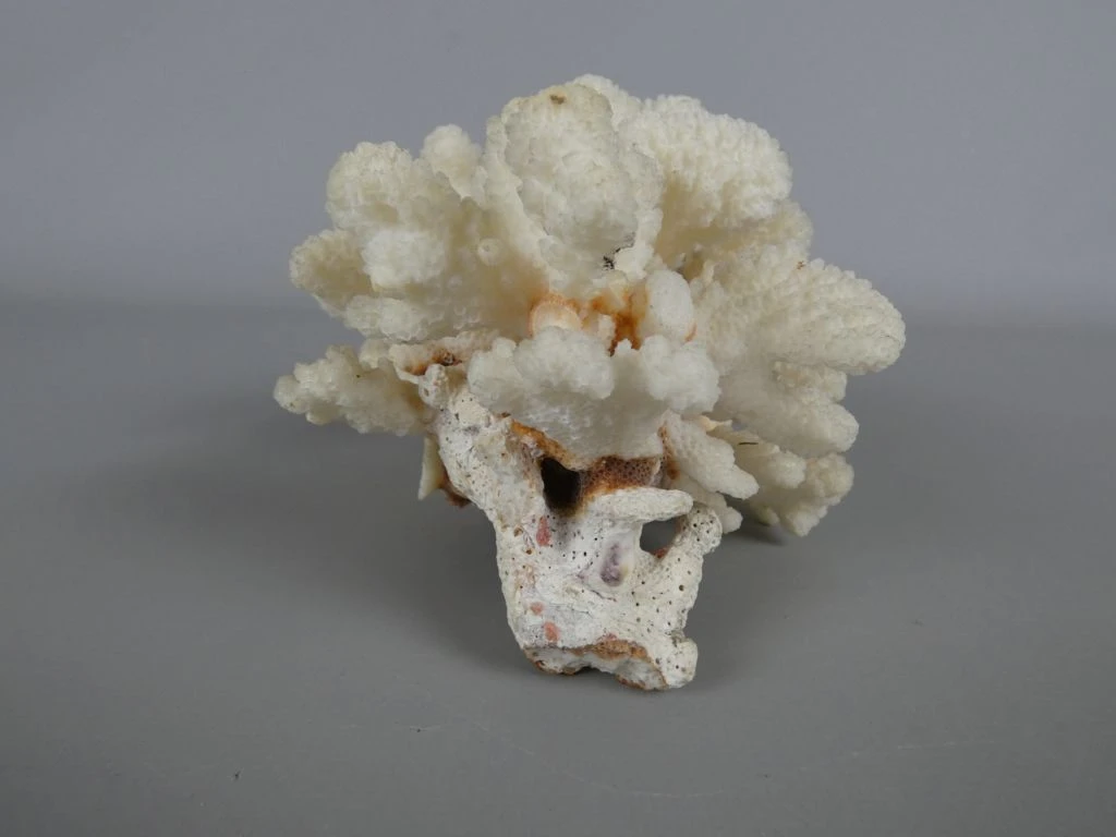 Witte koraal decoratie - foto 4