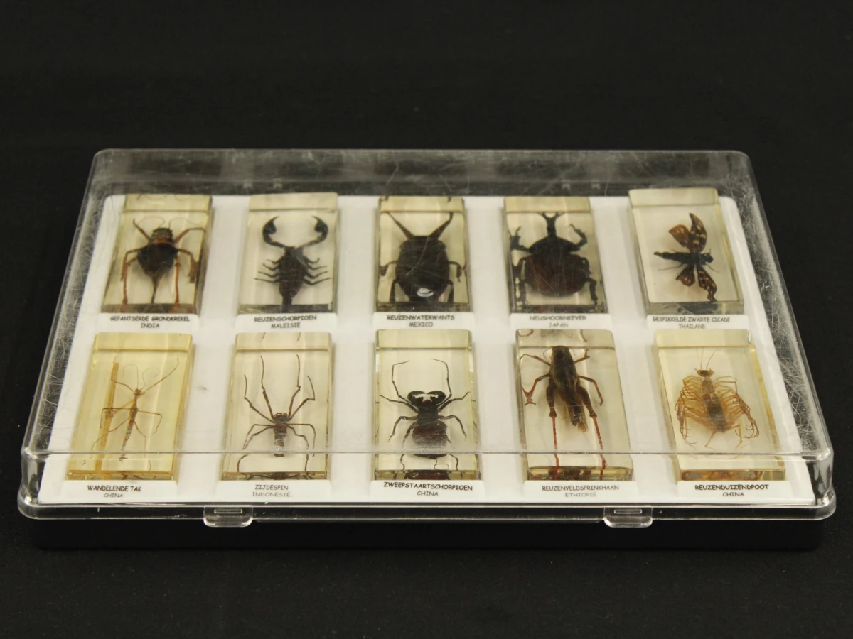 Natuurlot: 4 displayboxen met insecten en spinnen in harsblokken - foto 2