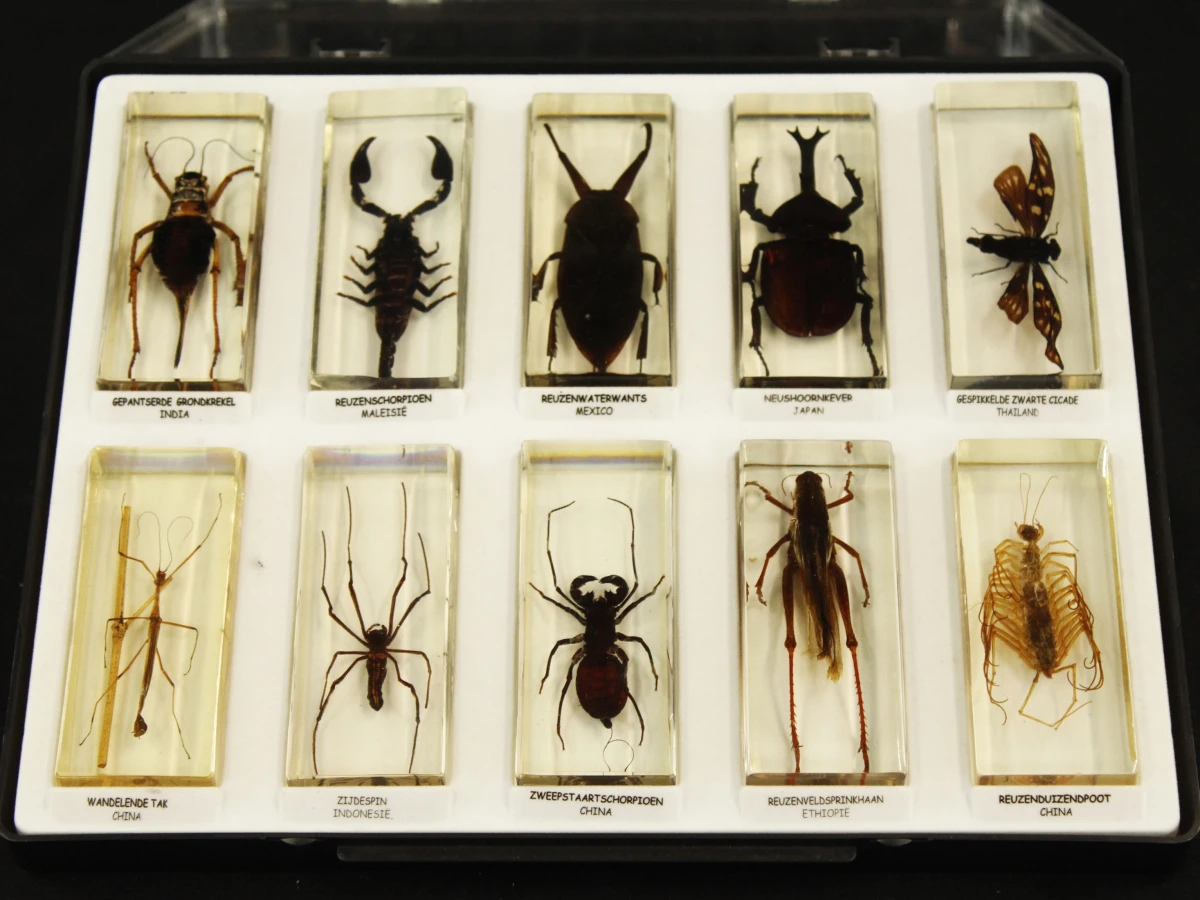 Natuurlot: 4 displayboxen met insecten en spinnen in harsblokken - foto 3