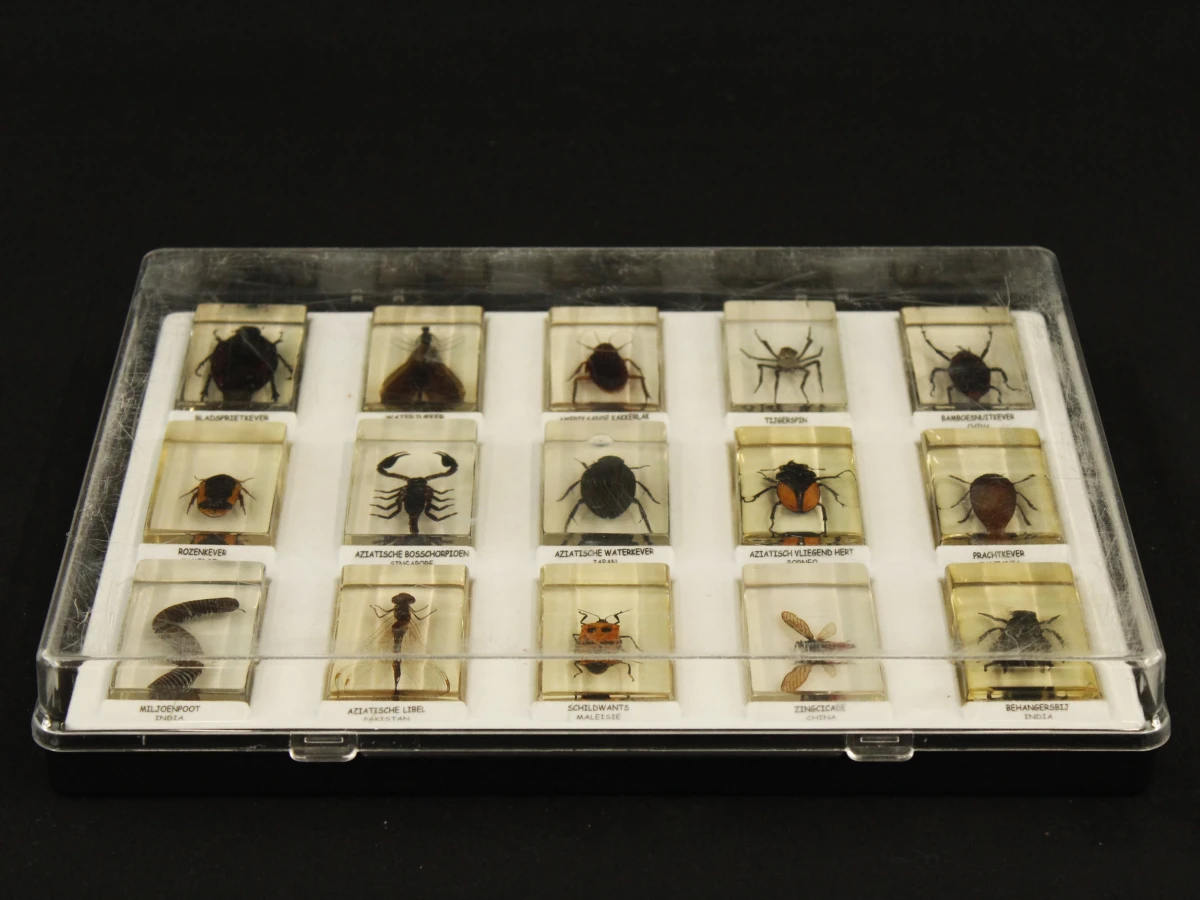 Natuurlot: 4 displayboxen met insecten en spinnen in harsblokken - foto 4