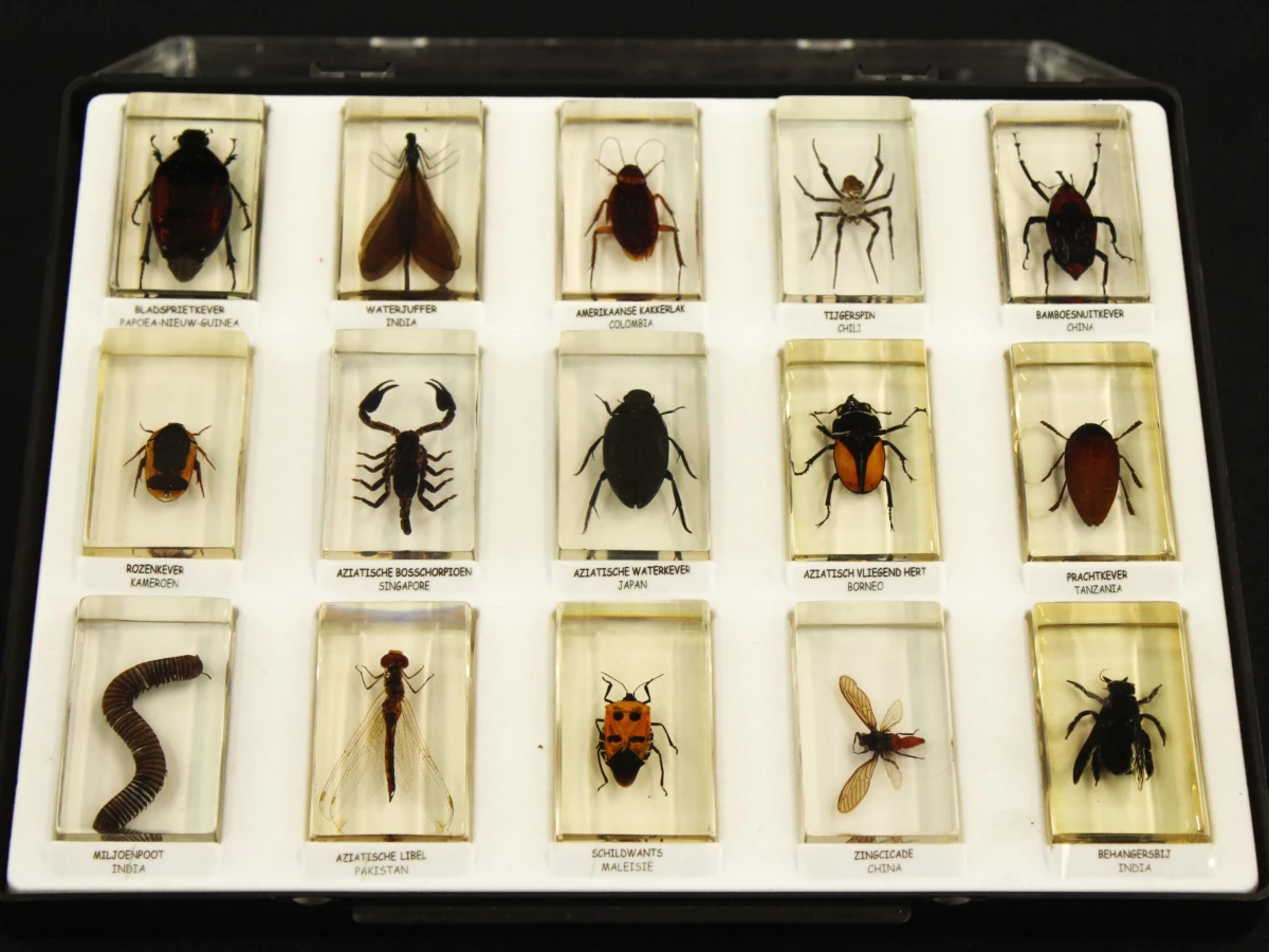 Natuurlot: 4 displayboxen met insecten en spinnen in harsblokken - foto 5