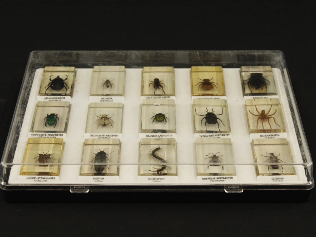 Natuurlot: 4 displayboxen met insecten en spinnen in harsblokken - foto 6
