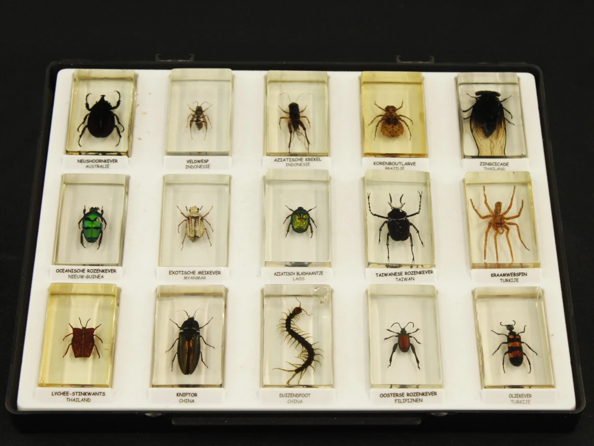 Natuurlot: 4 displayboxen met insecten en spinnen in harsblokken - foto 7