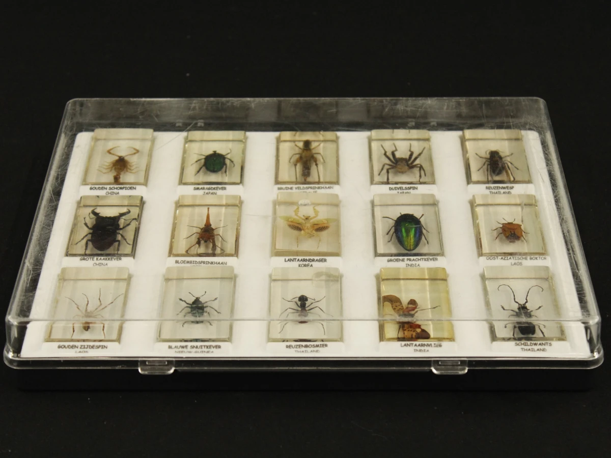 Natuurlot: 4 displayboxen met insecten en spinnen in harsblokken - foto 8