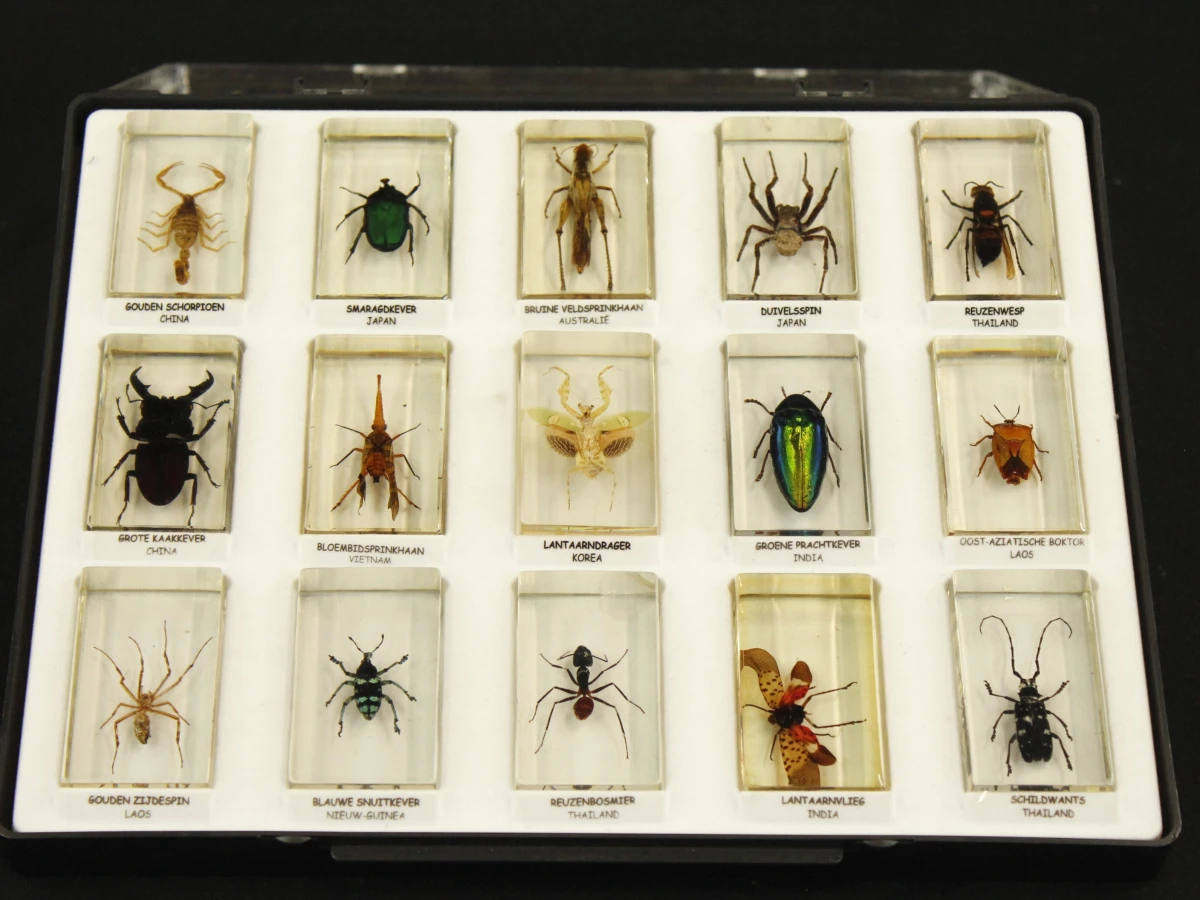 Natuurlot: 4 displayboxen met insecten en spinnen in harsblokken - foto 9