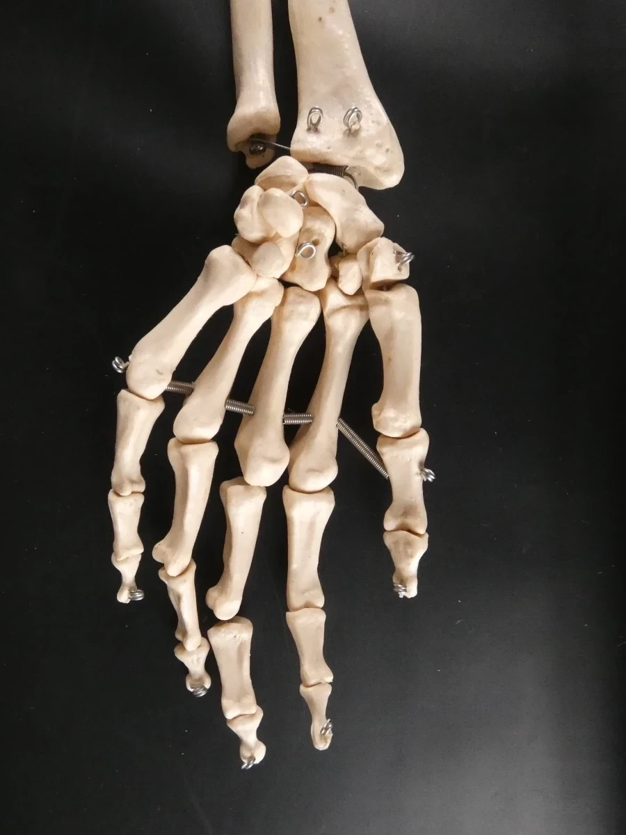 'Menselijk' Skelet - foto 16