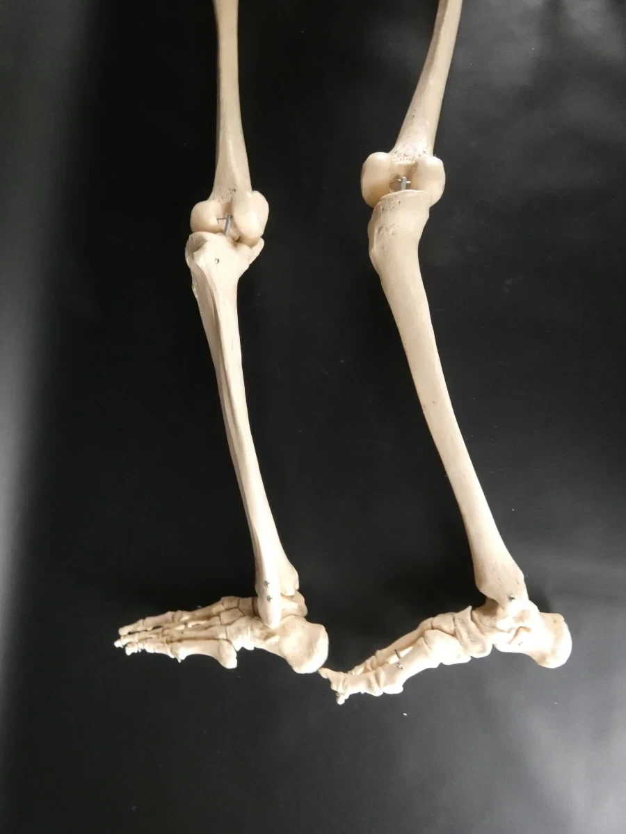 'Menselijk' Skelet - foto 26