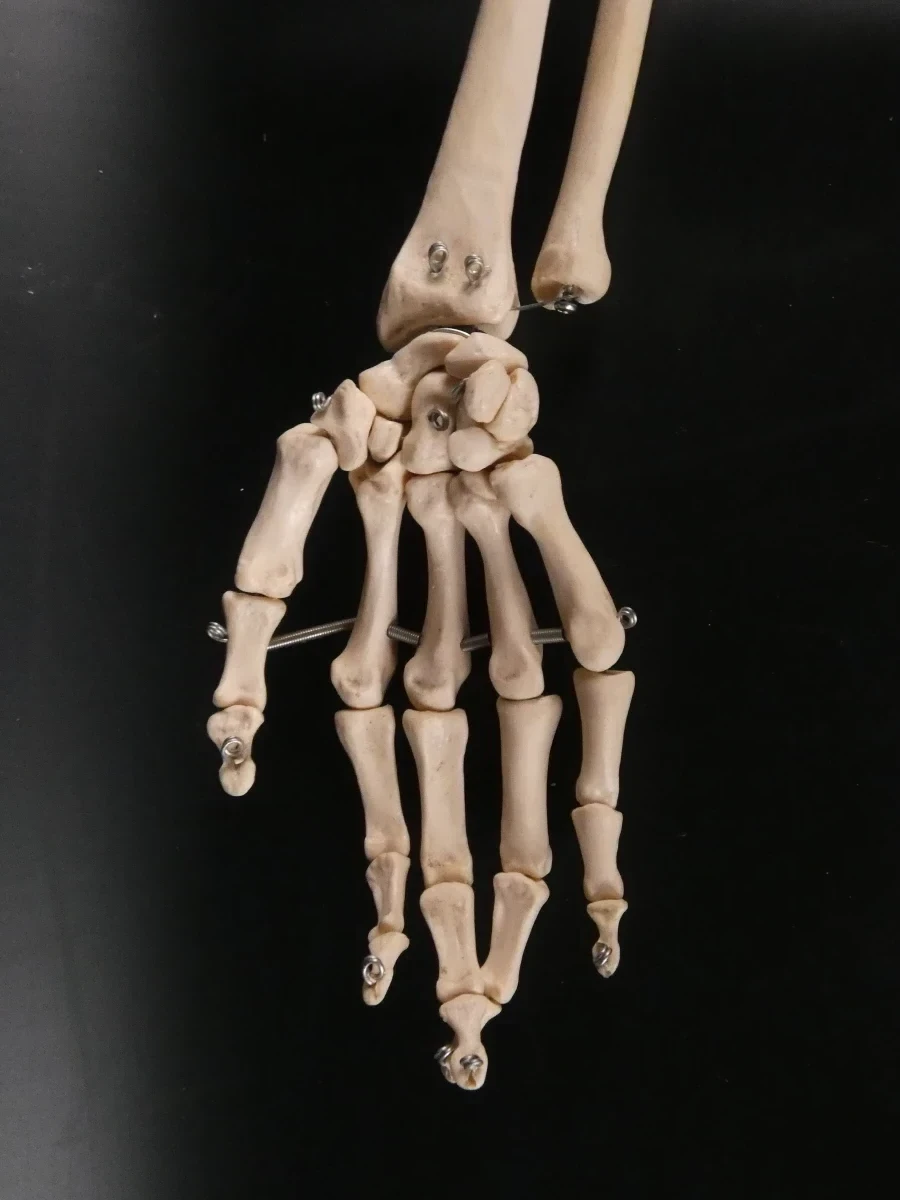 'Menselijk' Skelet - foto 13