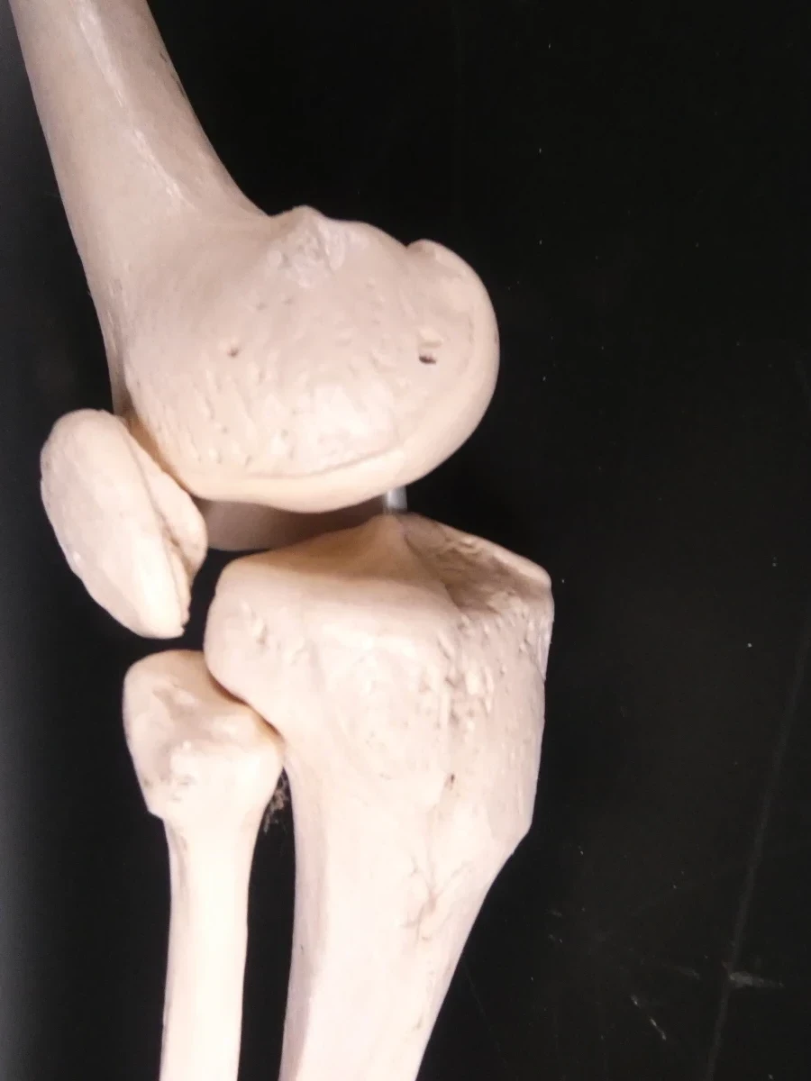 'Menselijk' Skelet - foto 19