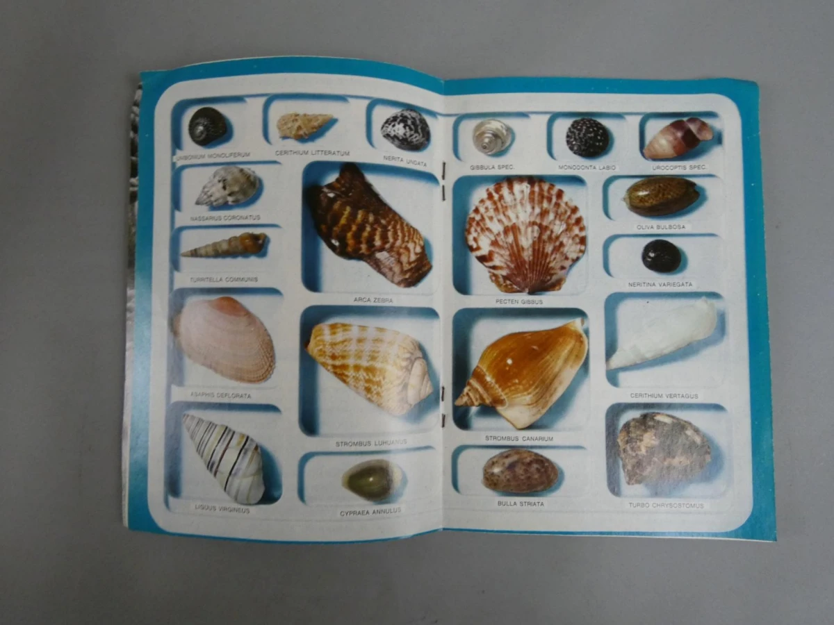 Verzameling schelpen en koraal met Shell-boekje - foto 3