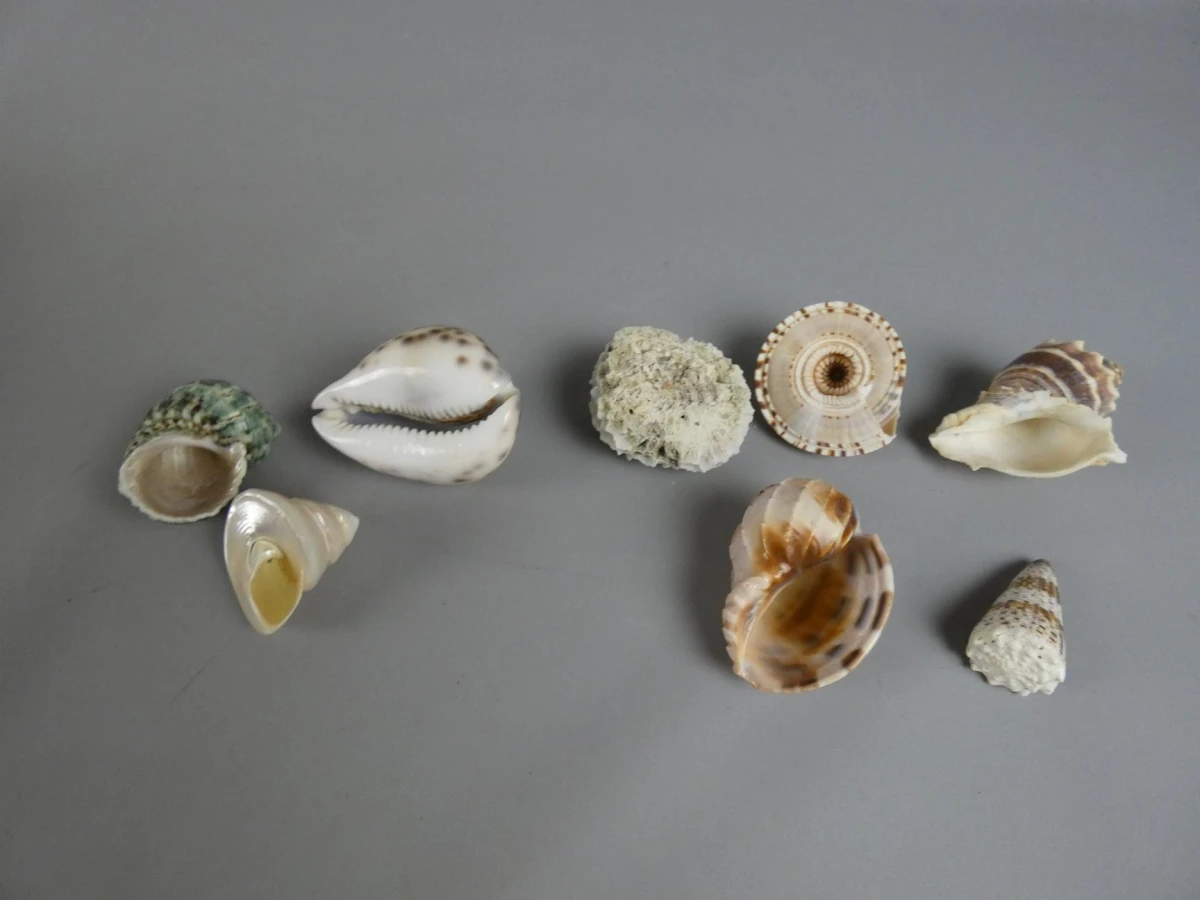 Verzameling schelpen en koraal met Shell-boekje - foto 2