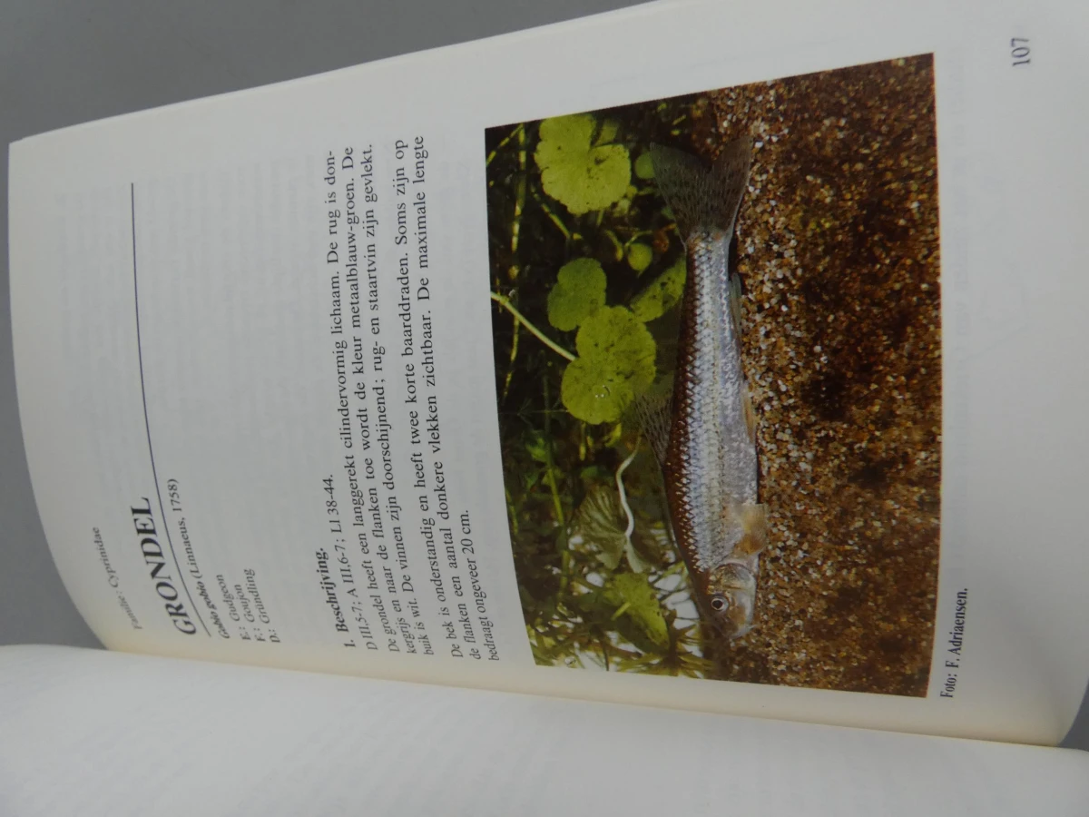 Boek De vissen van onze Vlaamse beken en rivieren - foto 6