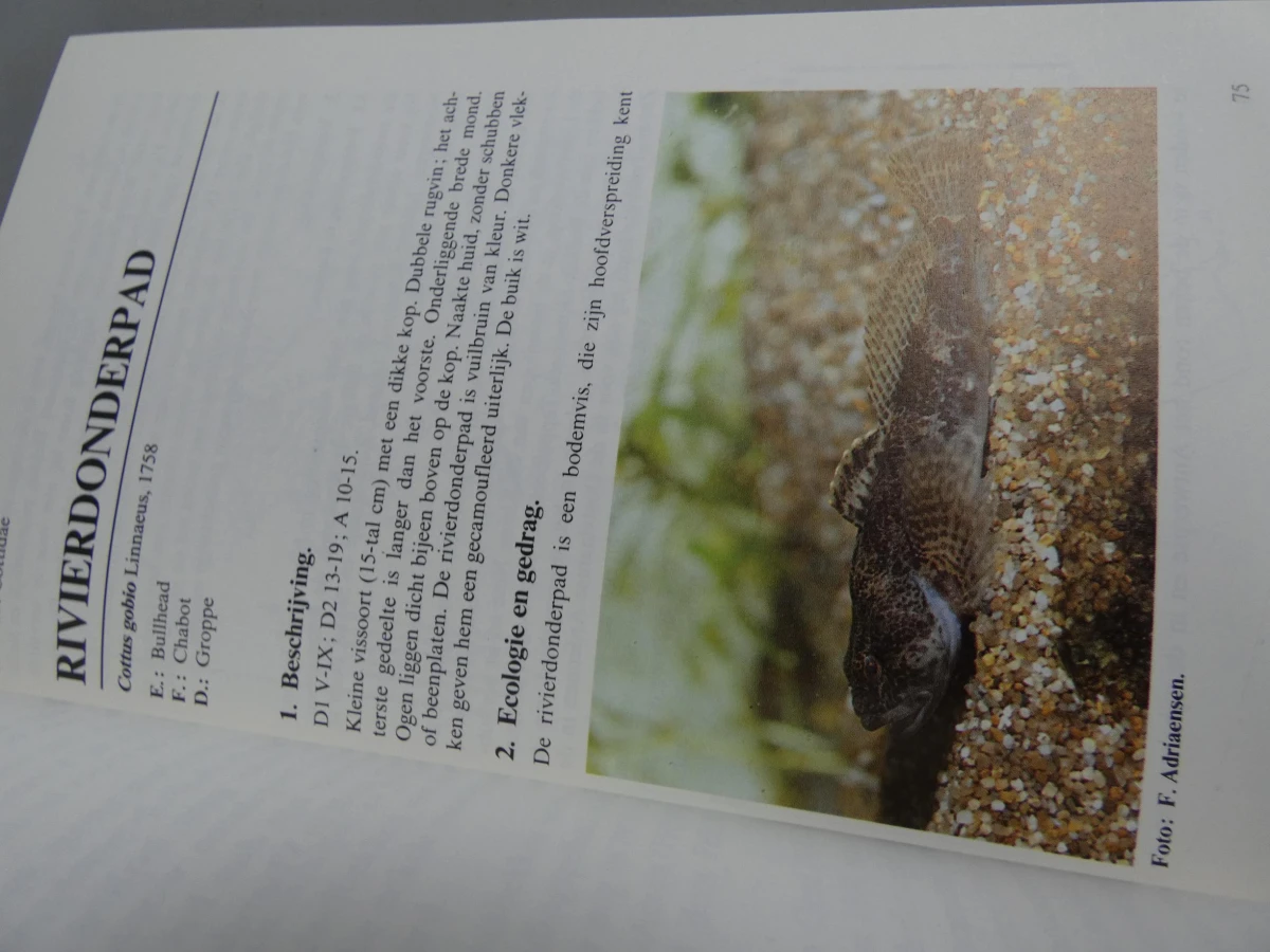 Boek De vissen van onze Vlaamse beken en rivieren - foto 5