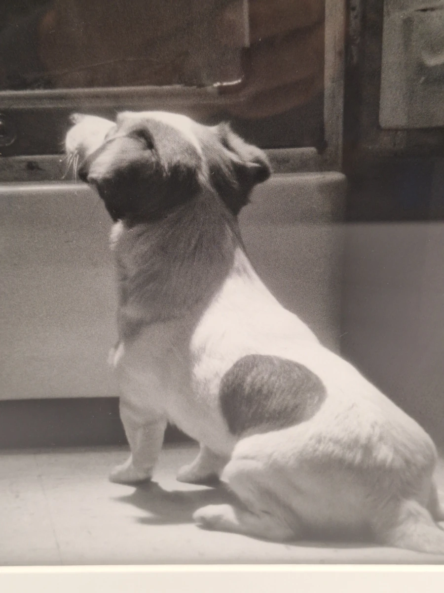 Ingelijste zwart-wit kunstfoto - hond voor een openstaande vintage koelkast (inlijsting door Schleiper) - foto 6