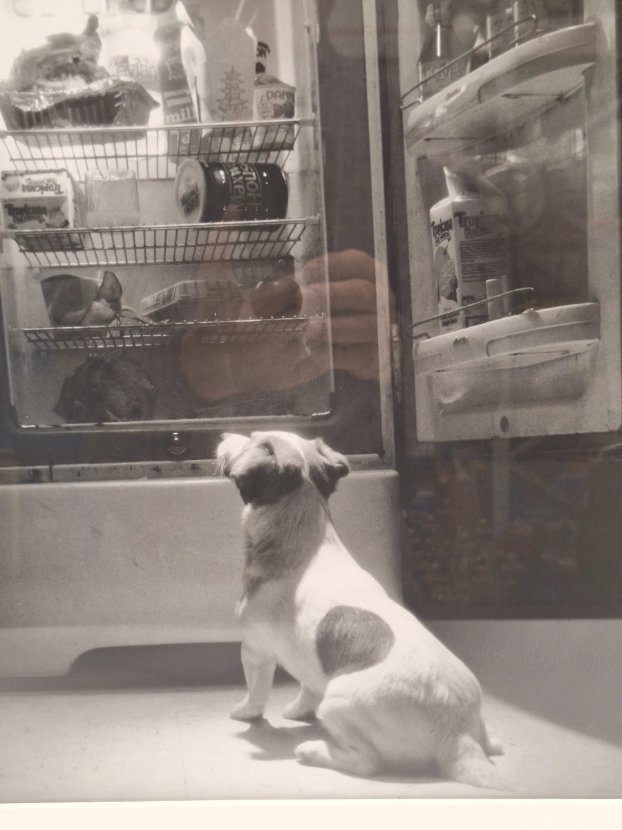Ingelijste zwart-wit kunstfoto - hond voor een openstaande vintage koelkast (inlijsting door Schleiper) - foto 3